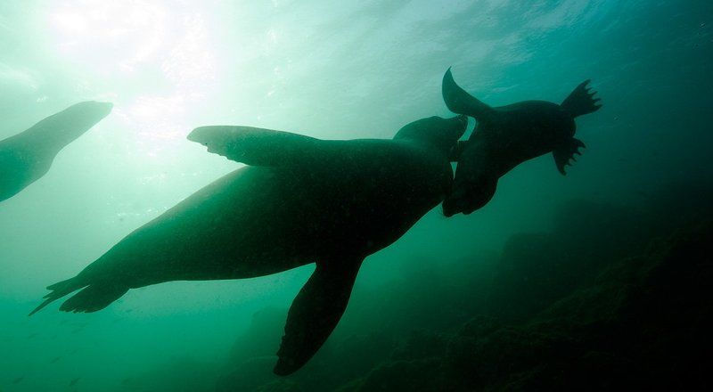 underwater Забавы фото превью