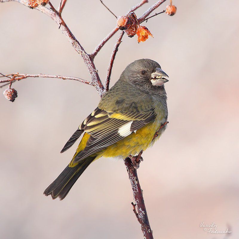 арчевый, дубонос, mycerobas, carnipes, птицы Ягодоед фото превью