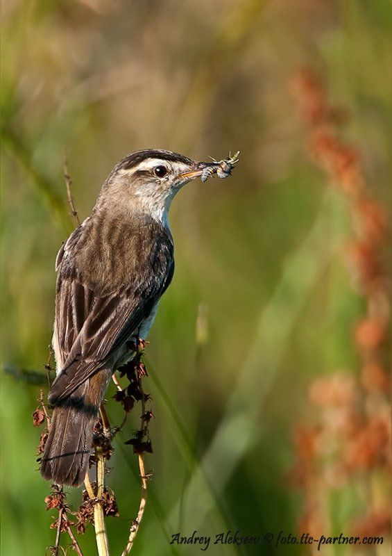 камышёвка, фотоохота Камышёвка - барсучок фото превью