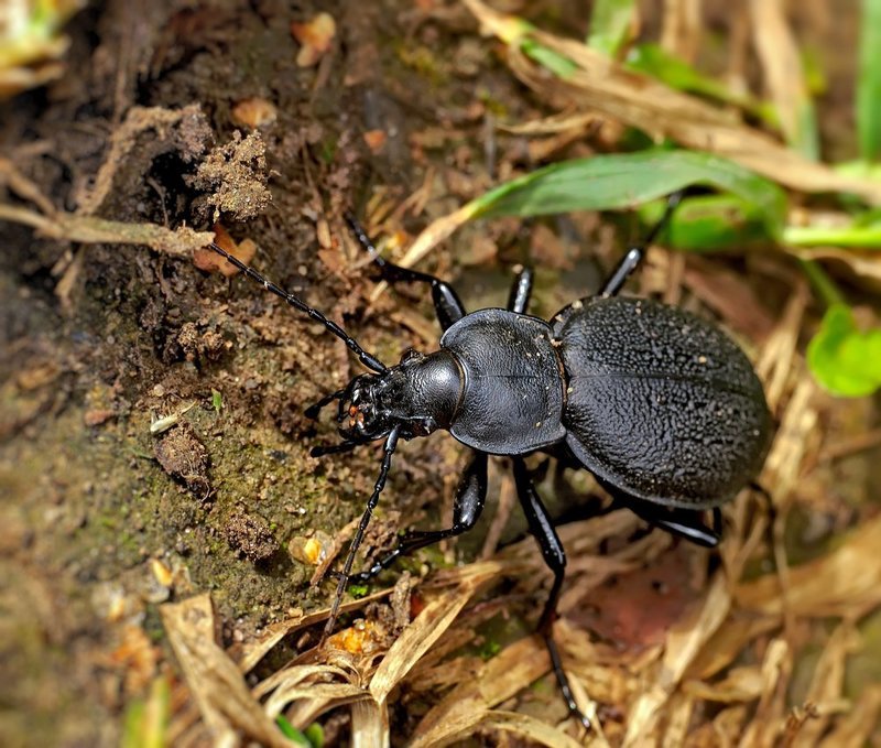 macro, closeup, insect, макро, насекомые, gnilenkov *** фото превью