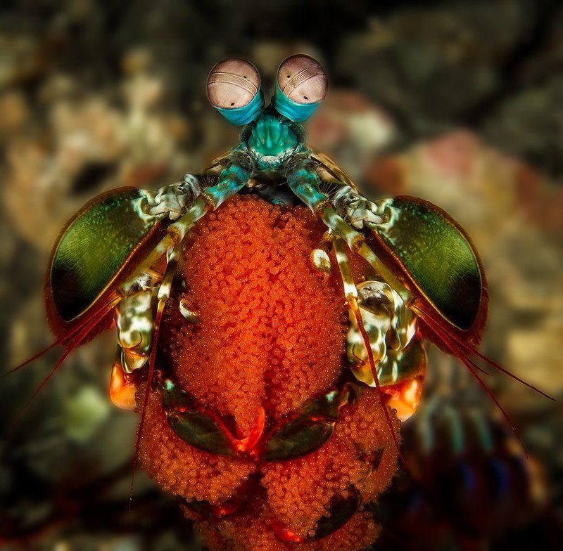 Мать-героиня фото превью