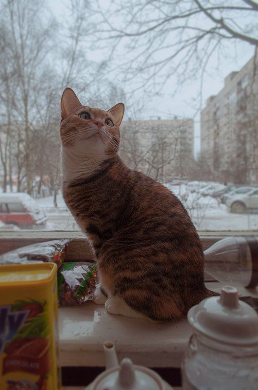 кошка Мотя фото превью