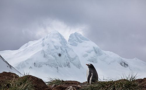 South Georgia