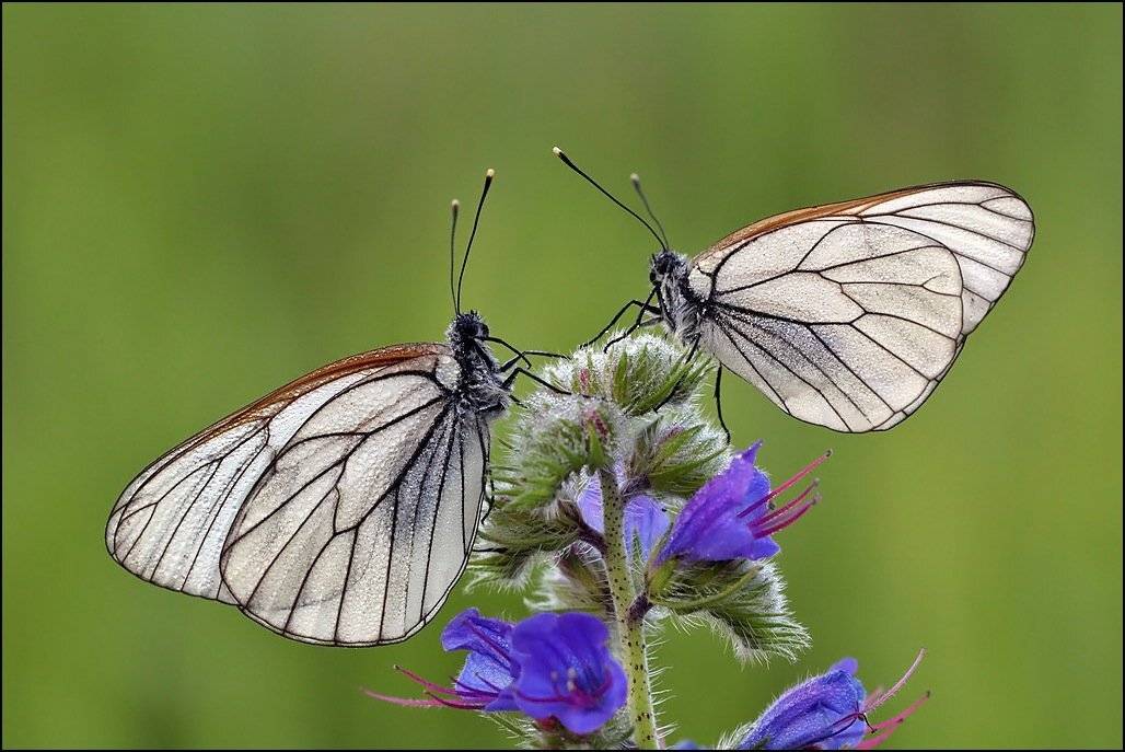 , Андрей Корочкин