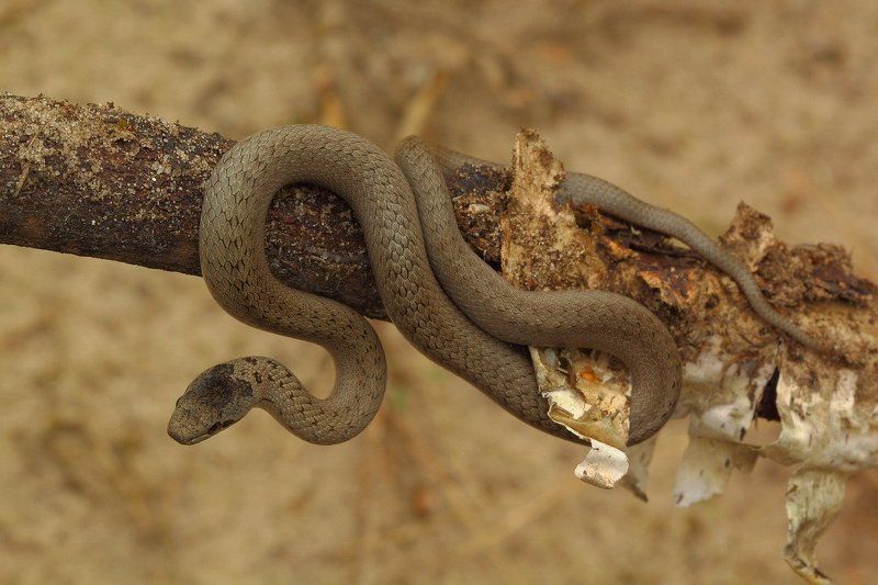 Медянка фото превью