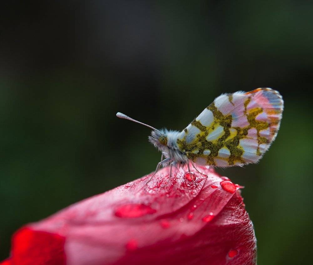 , Игорь ФУММ