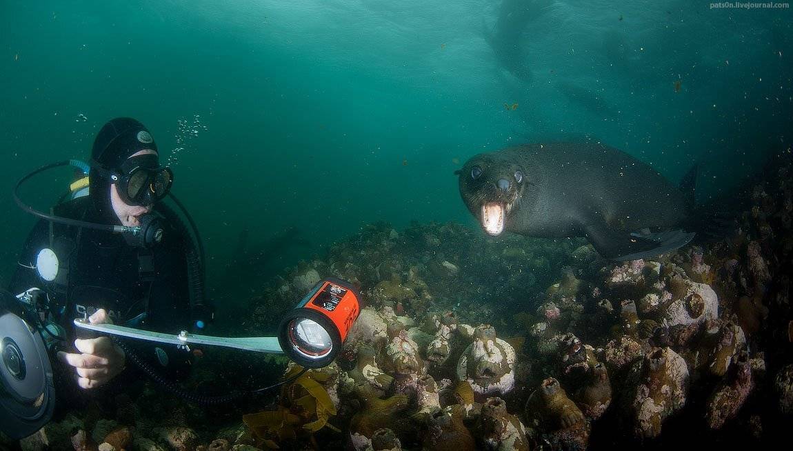 дайвинг, юар, котик, Александр Сафонов
