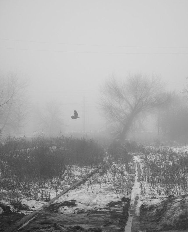 сталкер фото превью