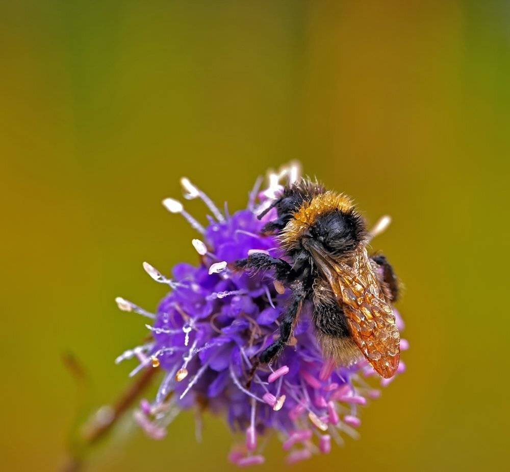 macro, closeup, insect, макро, насекомые, gnilenkov, Alexey Gnilenkov