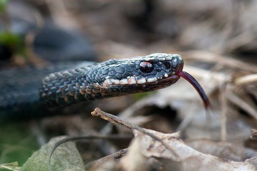 Символ года