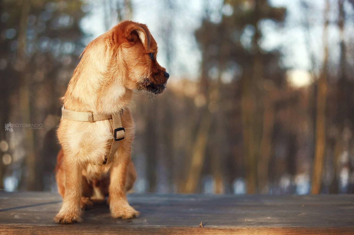 , Mindaugas Navickas