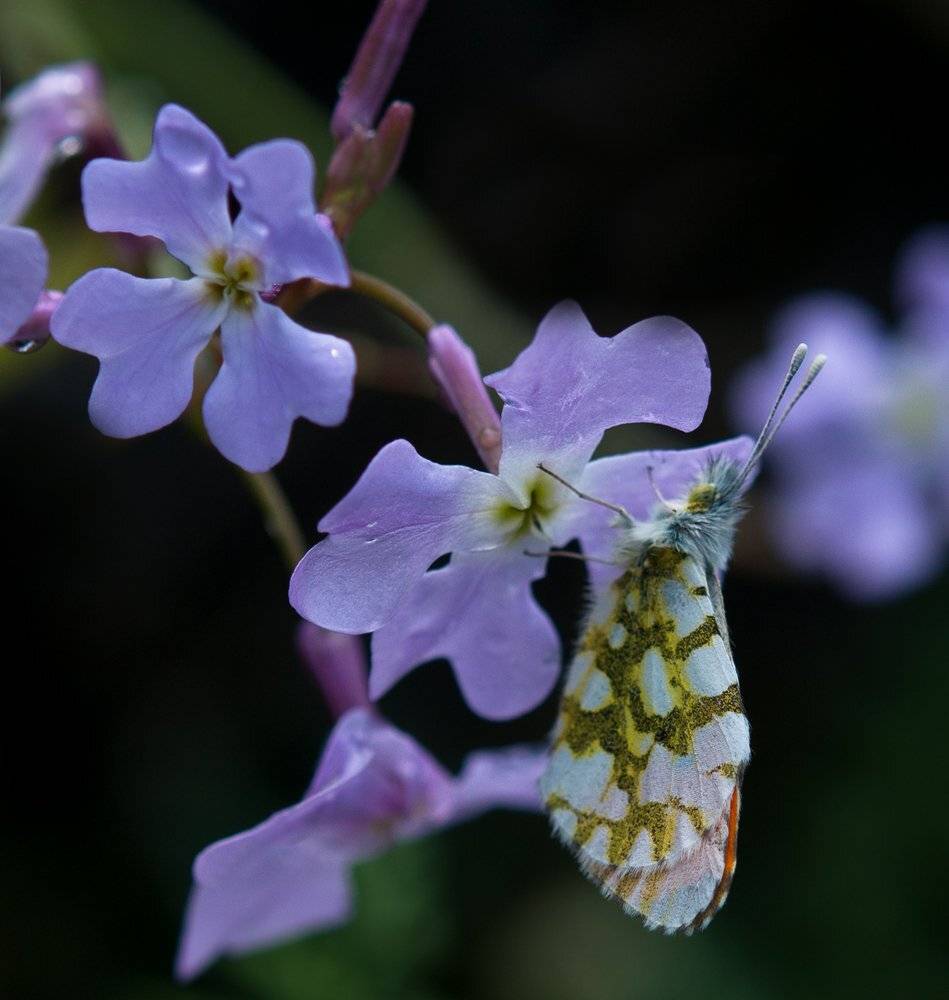 , Игорь ФУММ