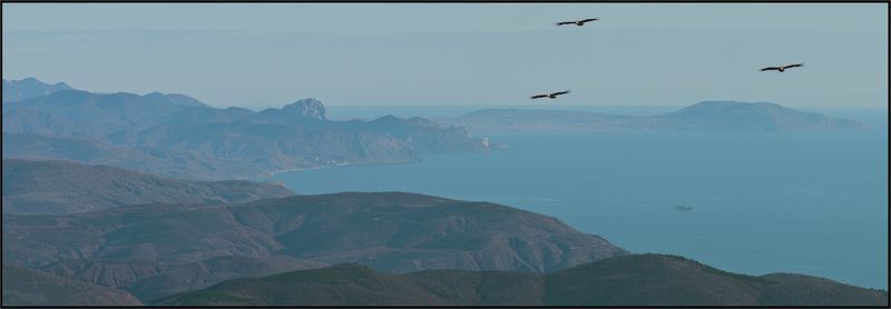 Белоголовый сип, Крым Крым, первое утро 2013 фото превью