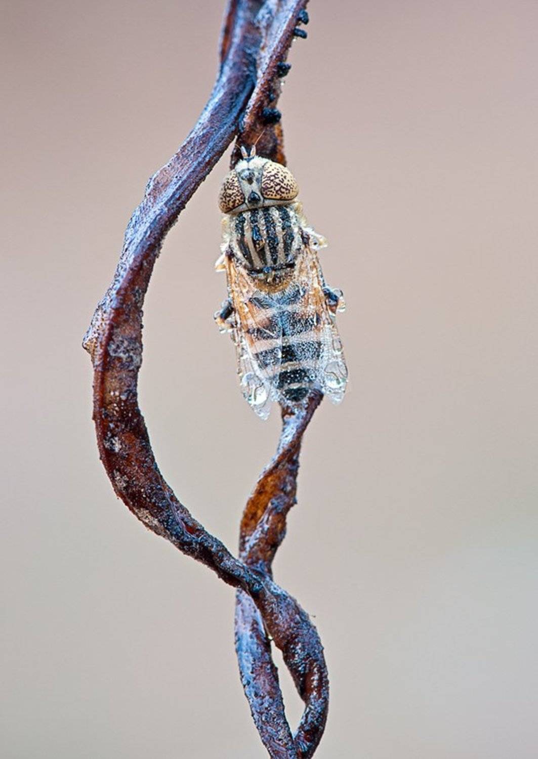 , Наум Пятов