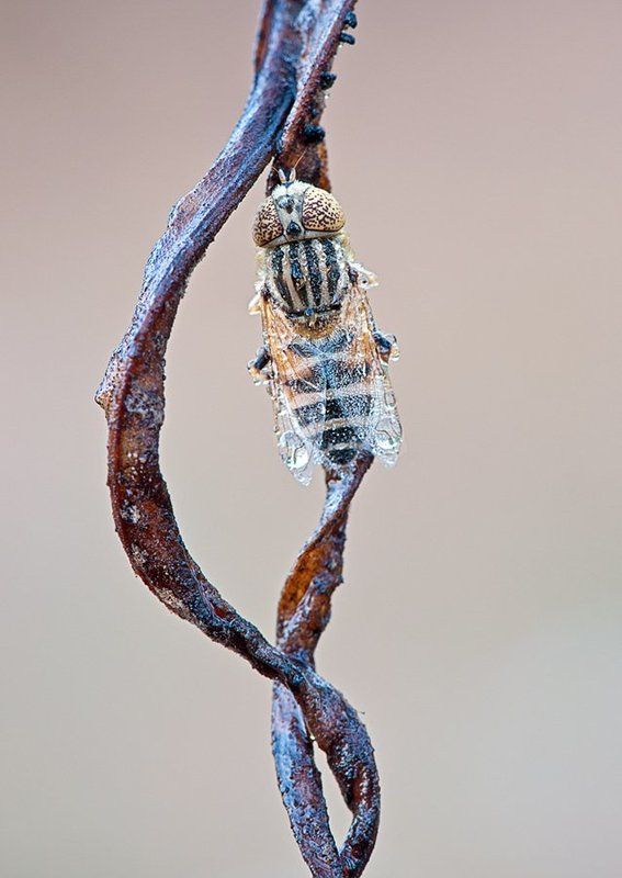 Кривая мебиуса фото превью