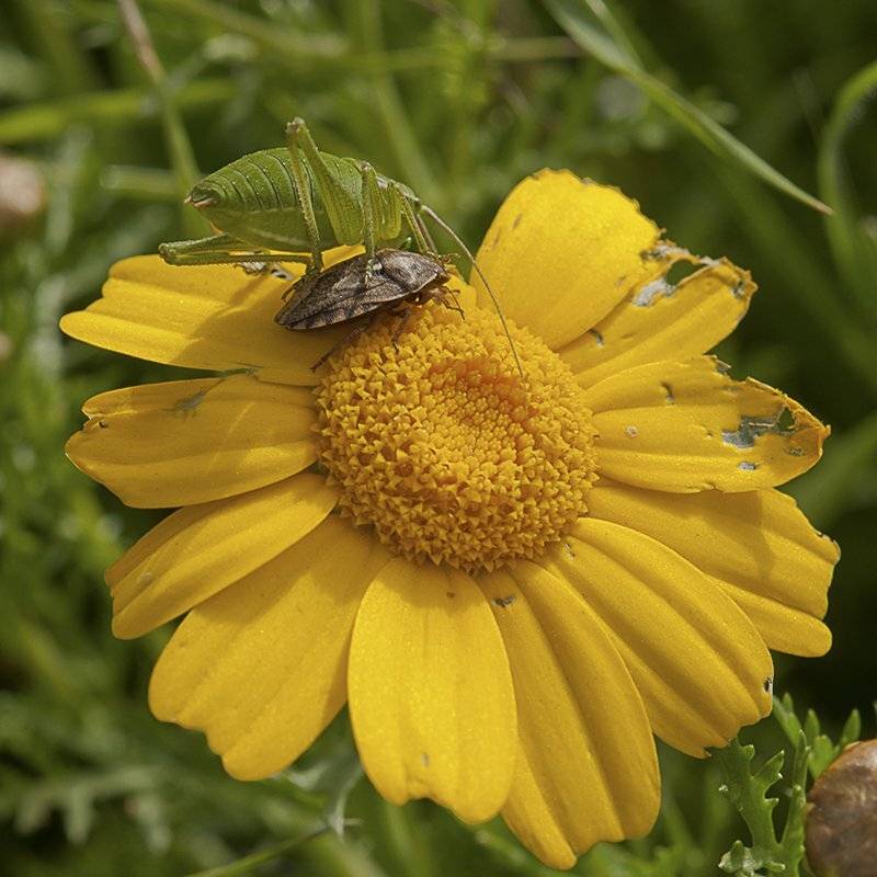 , Игорь ФУММ