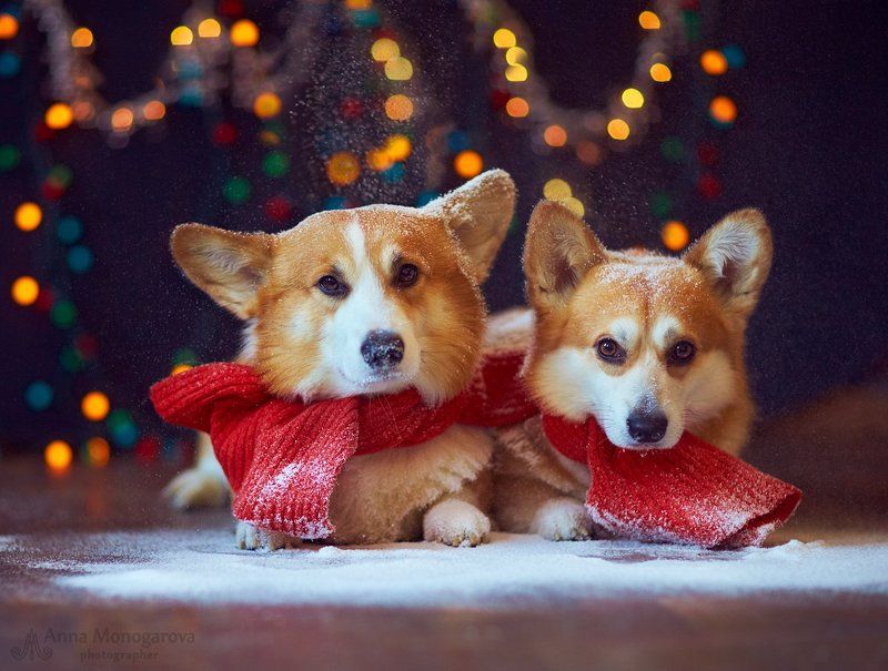 С Новым годом! фото превью