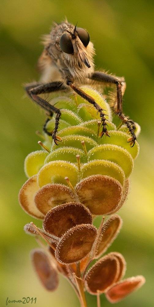 , Игорь ФУММ