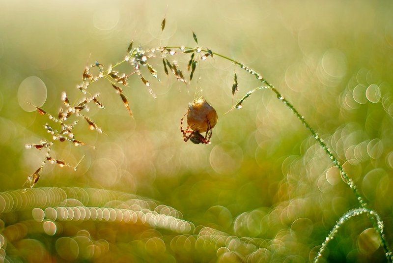 meadow\'s magic.. фото превью