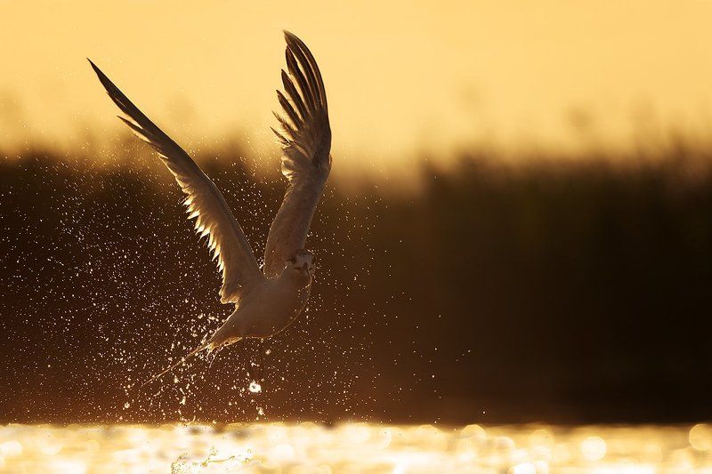 Крачка  - небесный танец фото превью