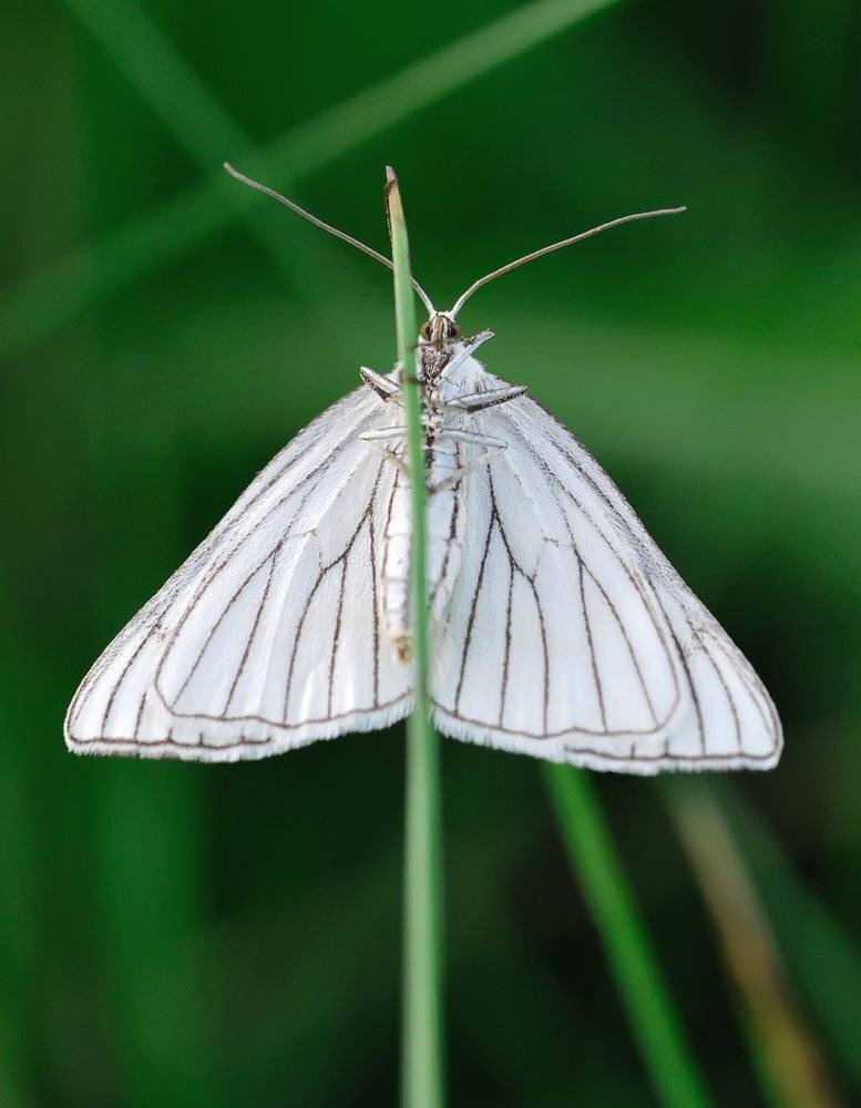 macro, closeup, insect, макро, насекомые, gnilenkov, Alexey Gnilenkov
