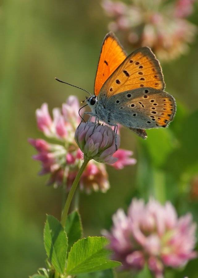 червонец, непарный, Чепленко Алексей