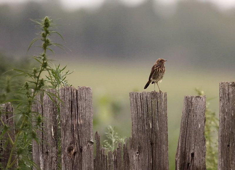 ... фото превью