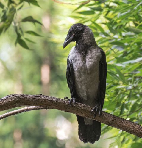 воронёнок (подросток)