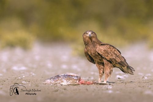 Greater spotted eagle