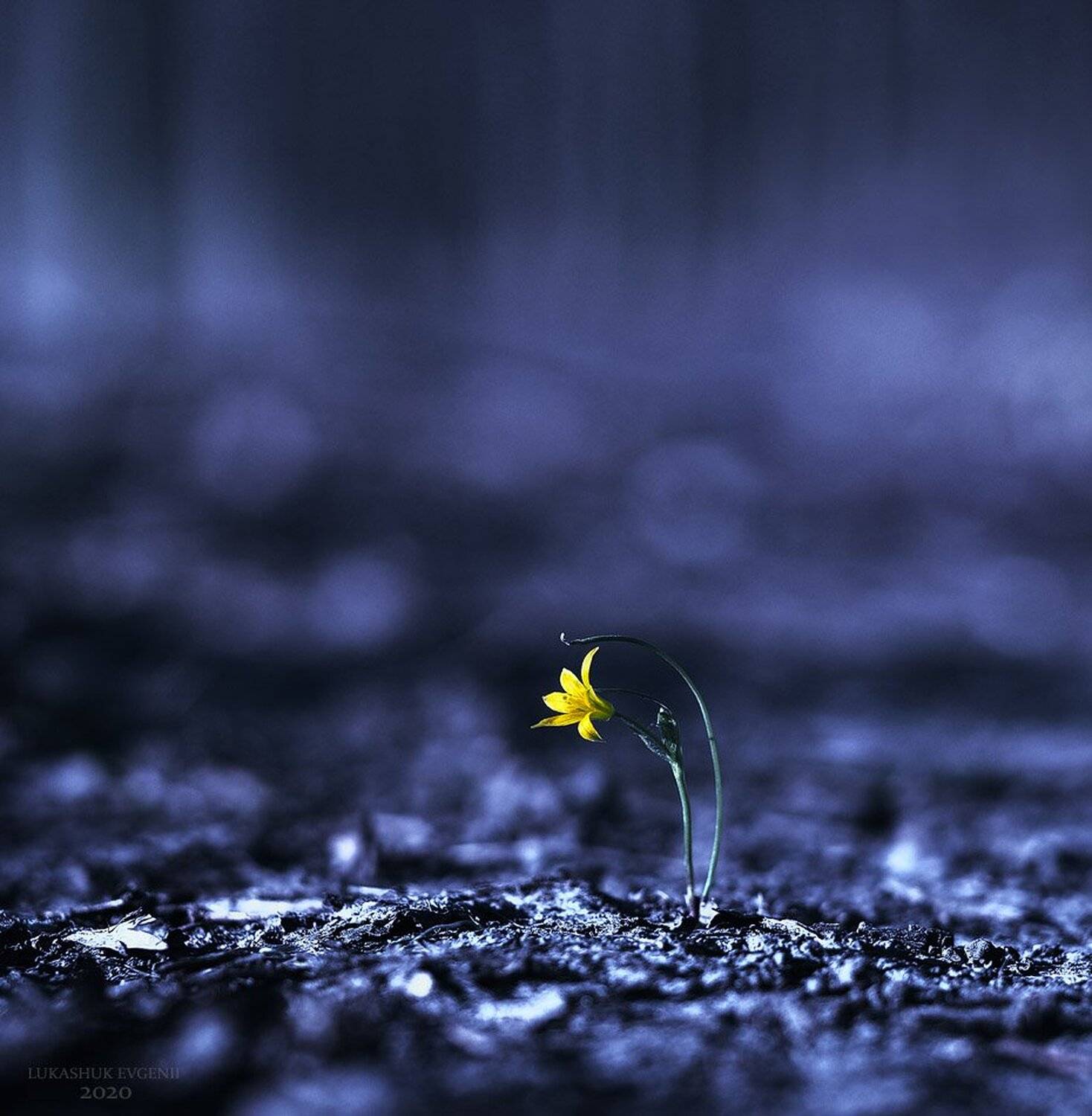 , Евгений Лукашук