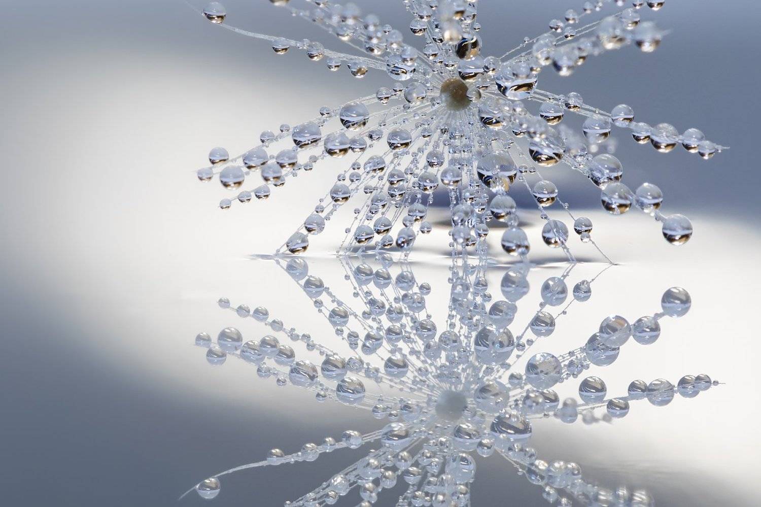 одуванчик, роса, Антон Петрусь