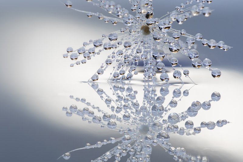 одуванчик, роса Жемчуг фото превью