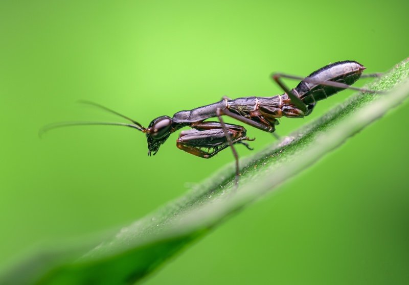 macro wildlife closeup insects spiders The ant mantis фото превью