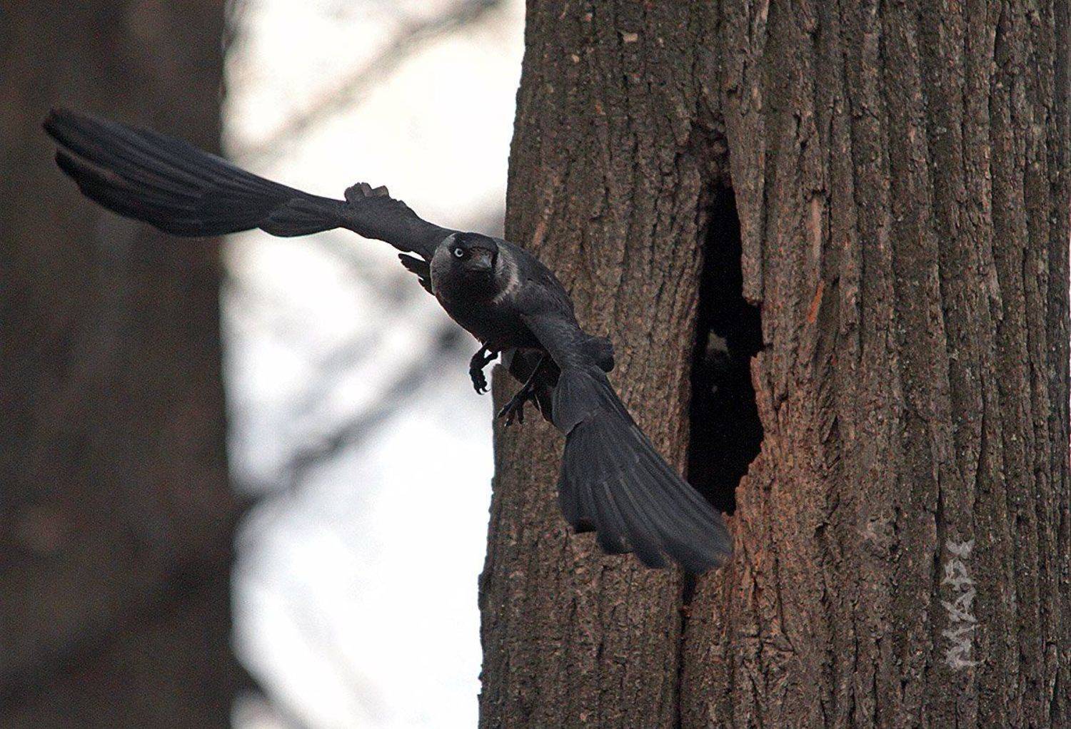 животные птицы весна галка, Шангареев Марс