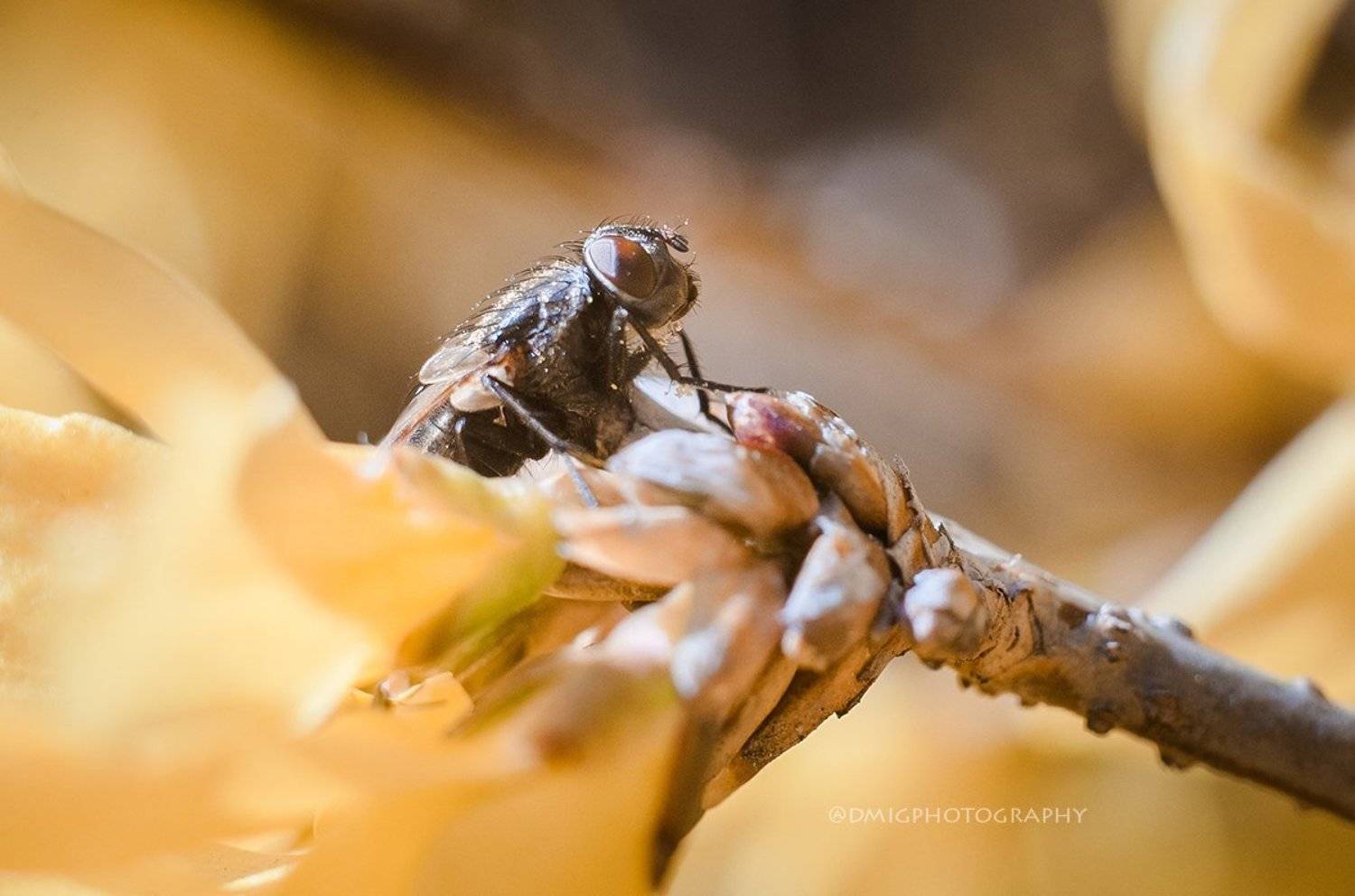 макро, муха, солнце, весна, природа, , Дмитрий Гусалов