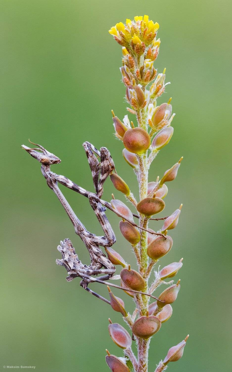 макро,стекинг,индустар-90у,весна,утро,эмпуза, Максим Сумской