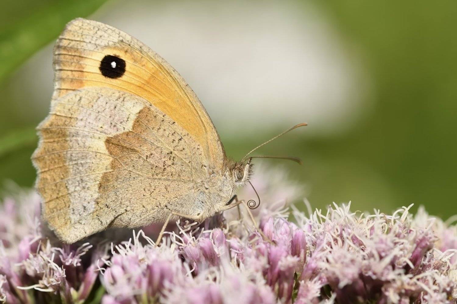бабочка  butterfly, Jaroslav Mego