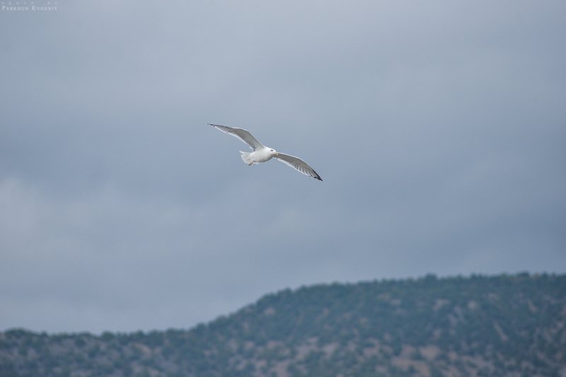 крым, чайка, полет, небо, горы, море Полет чайки фото превью