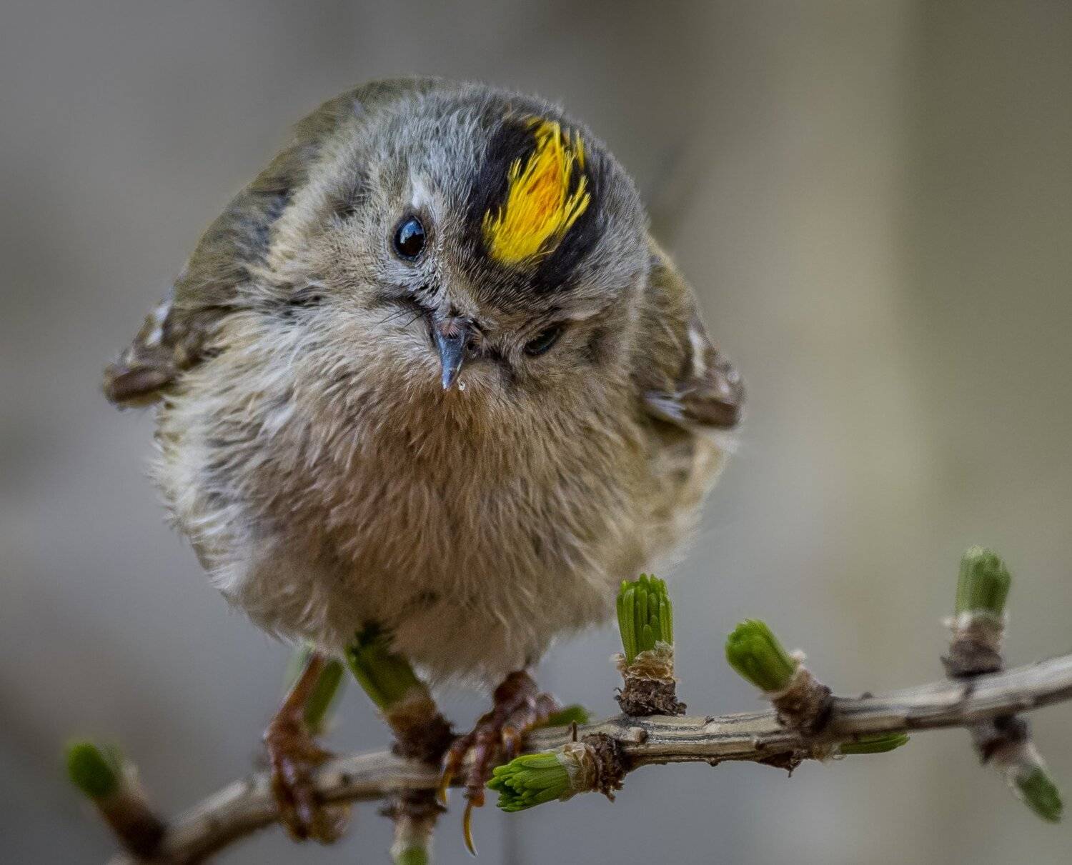 , Курлянцев Алексей