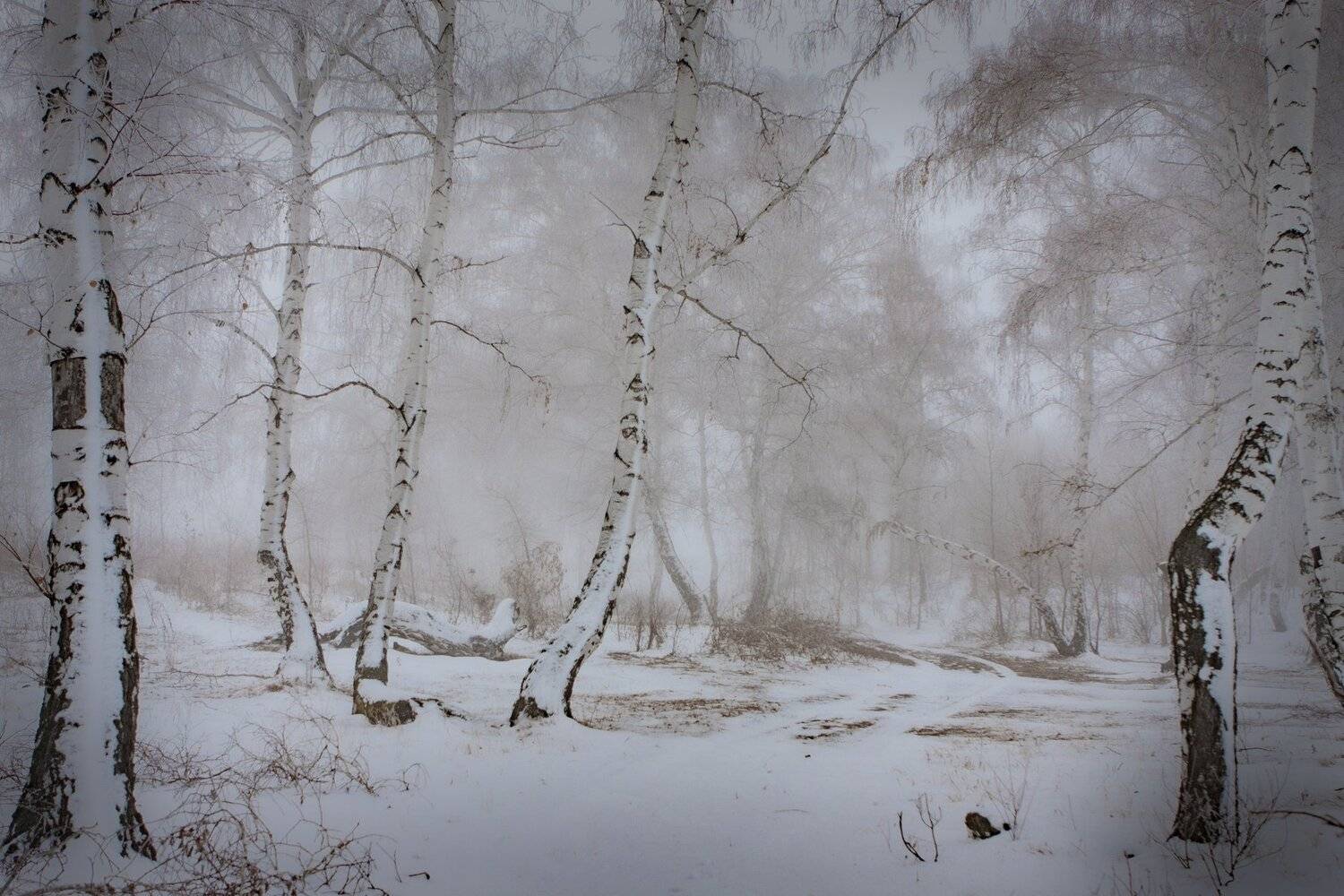 Березки., петр чиков