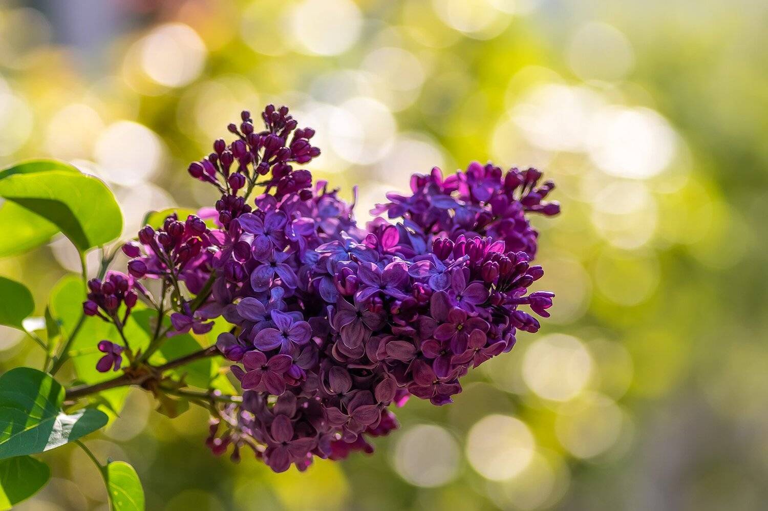 природа, макро, растения, цветок, сирень обыкновенная, Александр Земляной