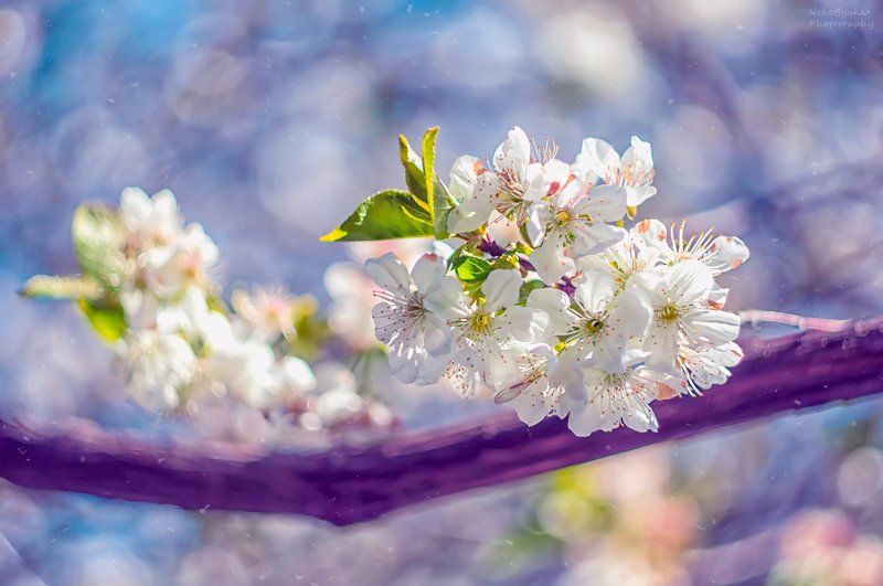 макро, природа, цветы, вишня, боке, гелиос, весна, macro, nature, flowers, cherry, bokeh, helios, spring, кусочек весны фото превью