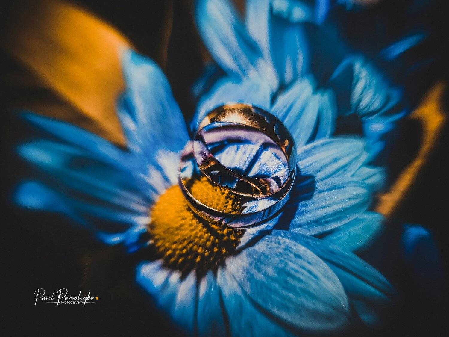 свадьба, обручальные, weddingrings, wedding, rings, pomoleyko, Павел Помолейко