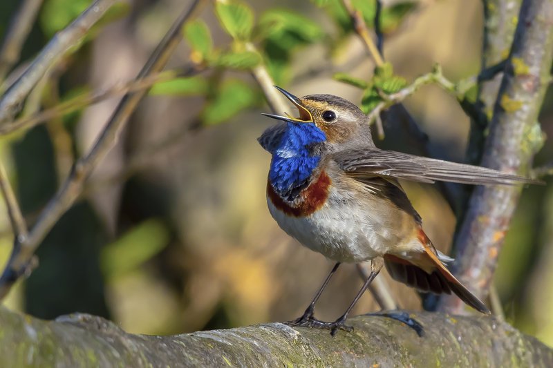 Bluethroat фото превью