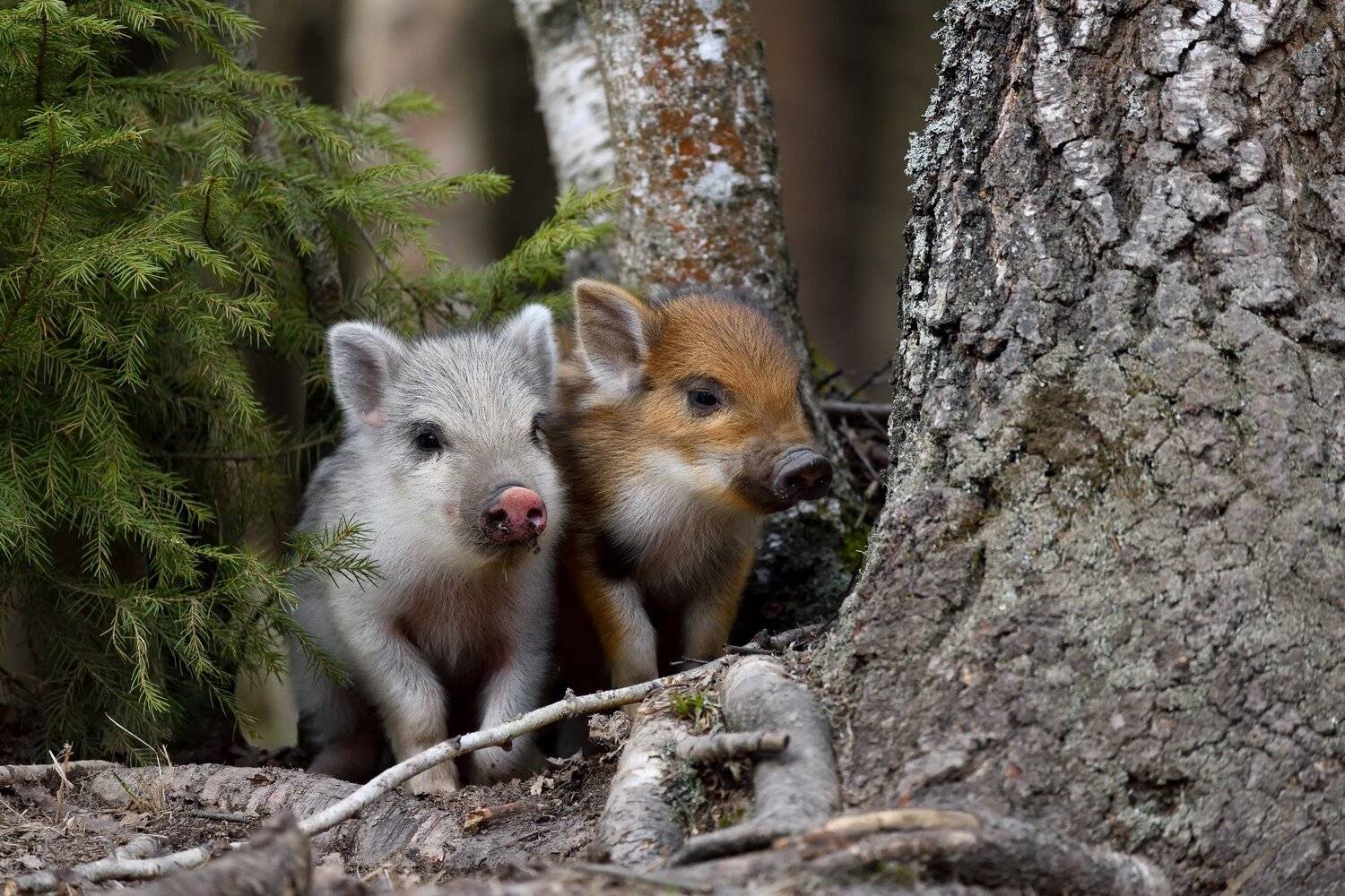 лес,весна,животные,природа, Виталий Полуэктов