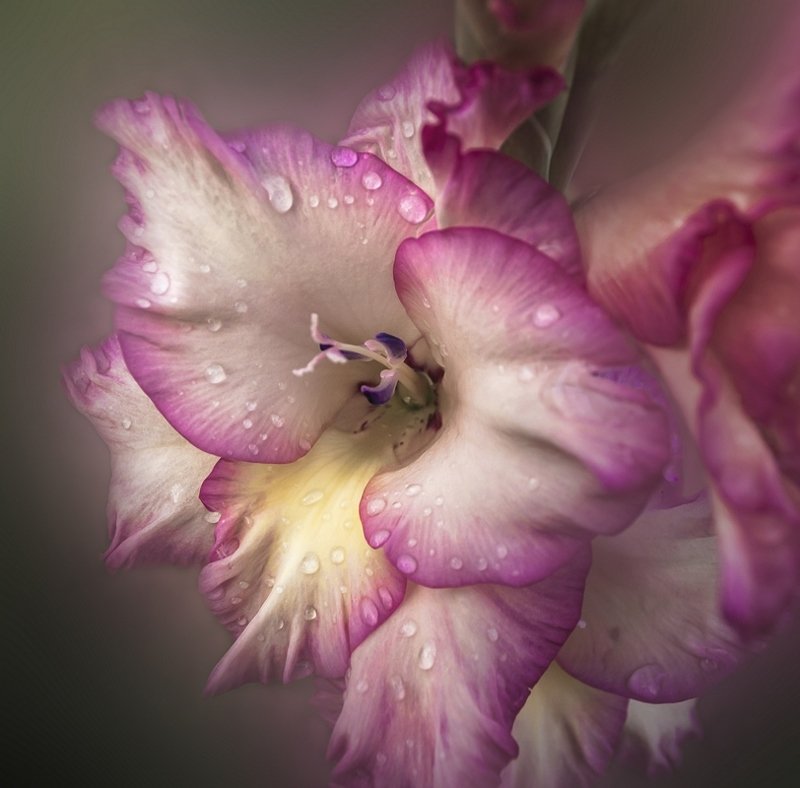 Гладиолус фото превью