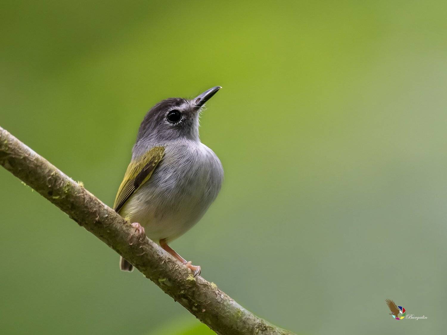 , Fernando Burgalin Sequeira