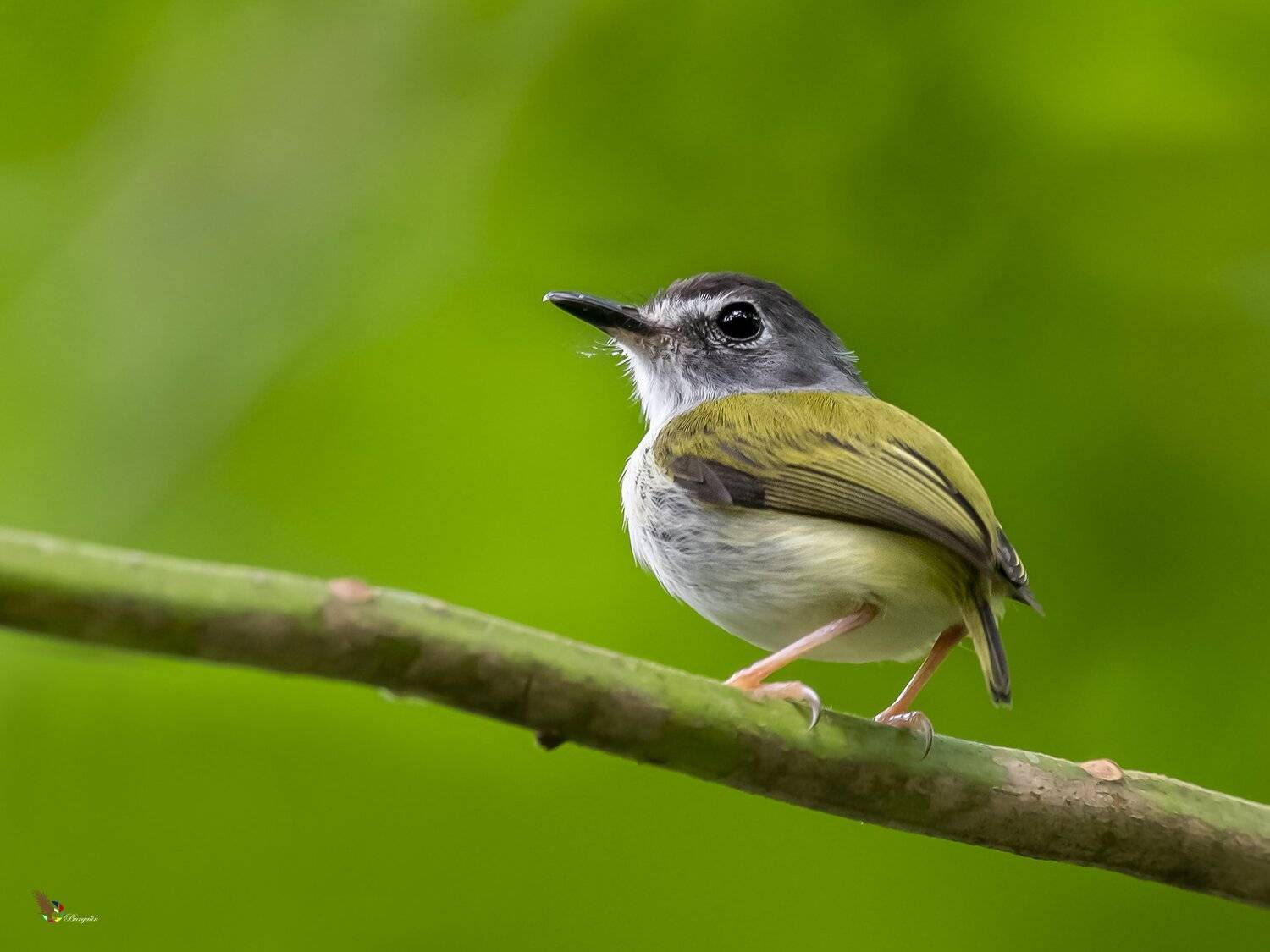 , Fernando Burgalin Sequeira