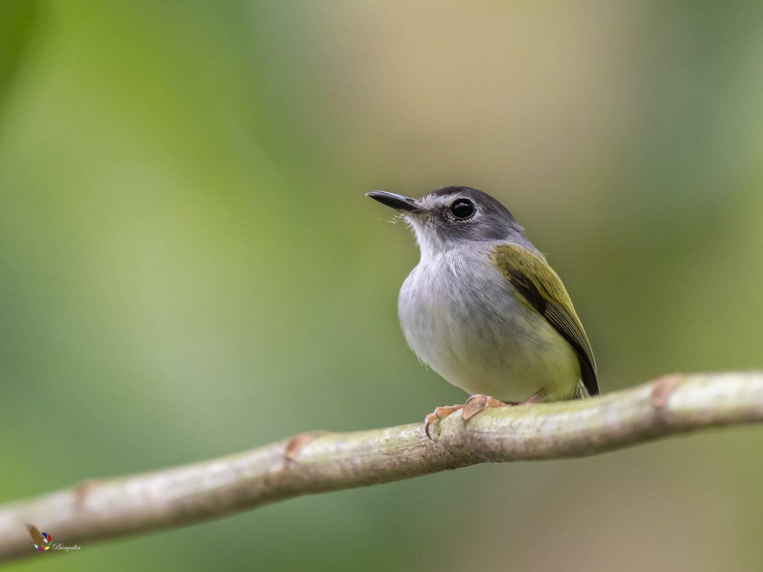 , Fernando Burgalin Sequeira