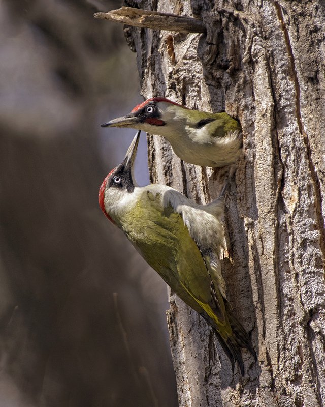 Зеленые фото превью